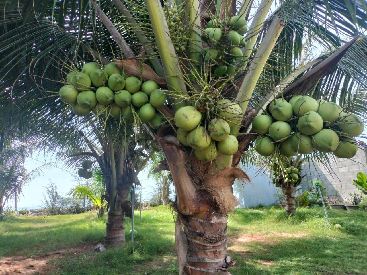 Bien Ngoc Homstay Phan Thiết Ngoại thất bức ảnh